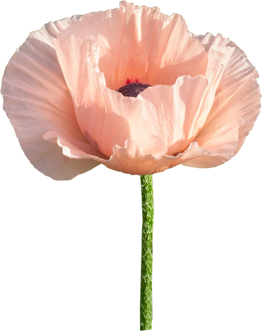 Flower pink poppy garden. Delicate summer bud.