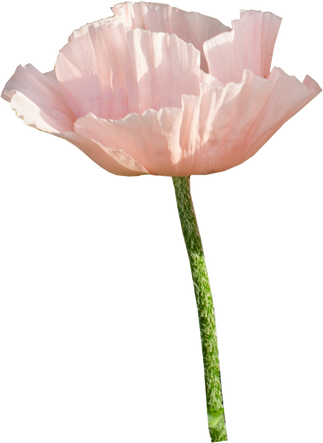 Flower pink poppy garden. Delicate summer bud.